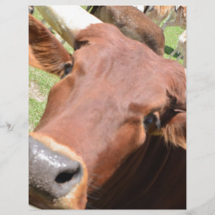 Safari Brown Cow