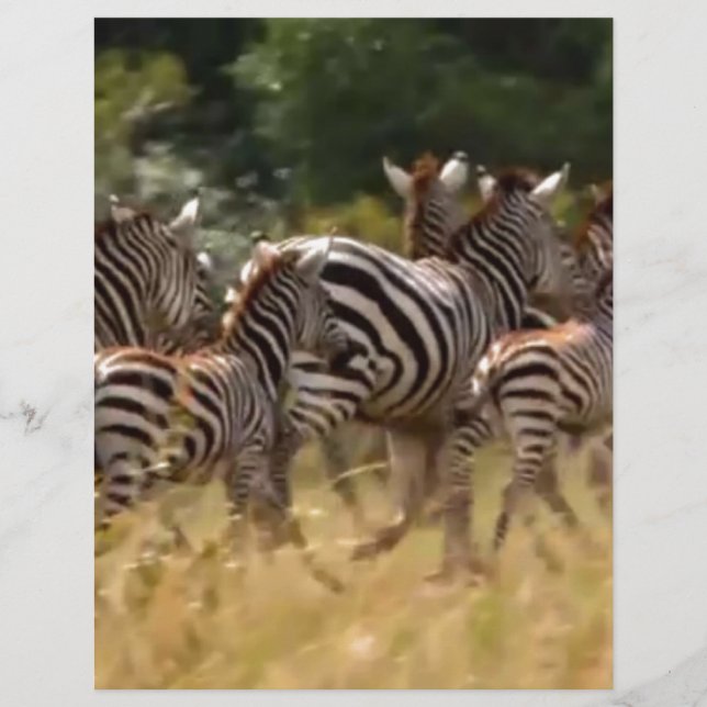 Safári de Migração de Zebras Africanas (Frente)