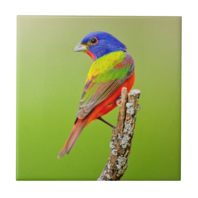 Safiordo-pintado (Passerina ciris) Macho Empoleira (Frente)