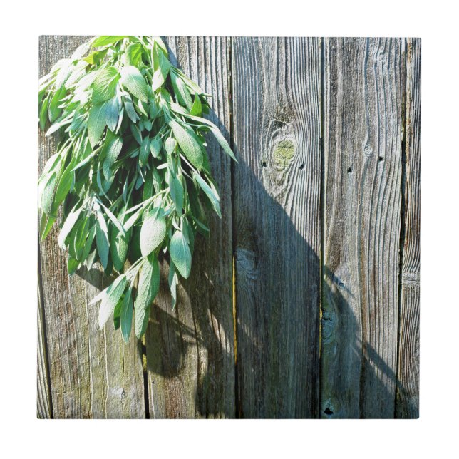 Sage Barn-wood, recortada recentemente (Frente)