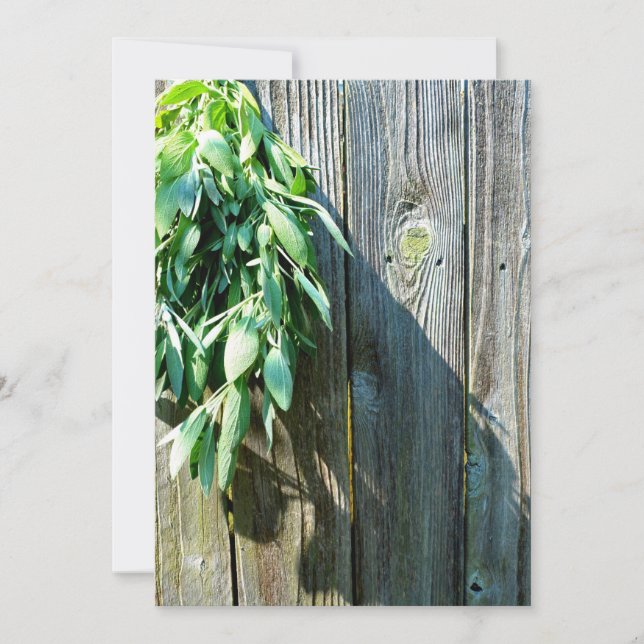 Sage Barn-wood, recortada recentemente (Frente)