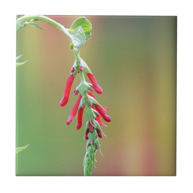 Sage Bloom de Abacaxi (Frente)