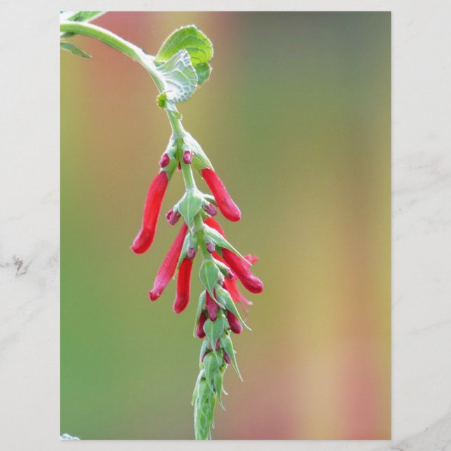 Sage Bloom de Abacaxi (Frente)