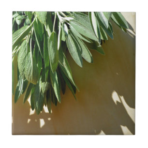 Sage de corte fresco