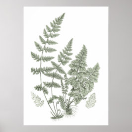 Sage Green Wall Art Fern Impressão no. 11 Home Dec