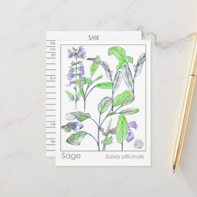Sage Herb Materia Medica Cartões Plantas de Estudo (Frente/Verso In Situ)