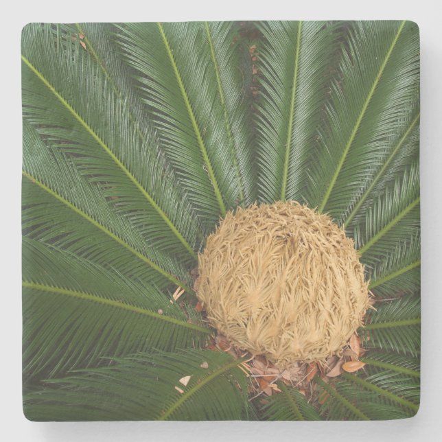 Sago Palm Com Mulher Cone, Porta copos De Pedra (Frente)