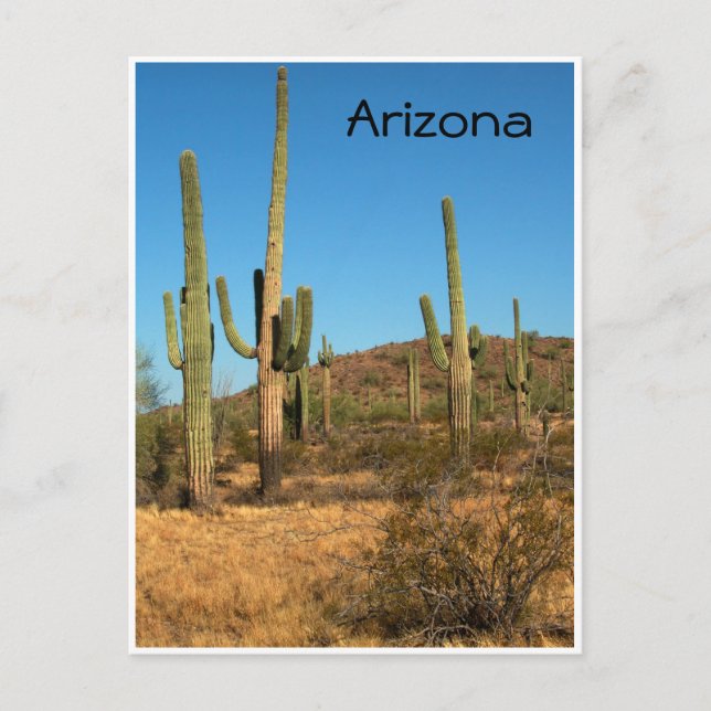 Saguaro cactus, Arizona - cartão postal (Frente)