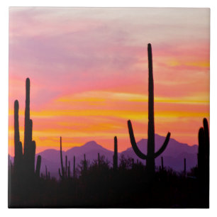 Saguaro Cactus Forest at Sunset