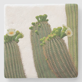 Saguaro Cactus na Arizona, porta copos de pedra qu