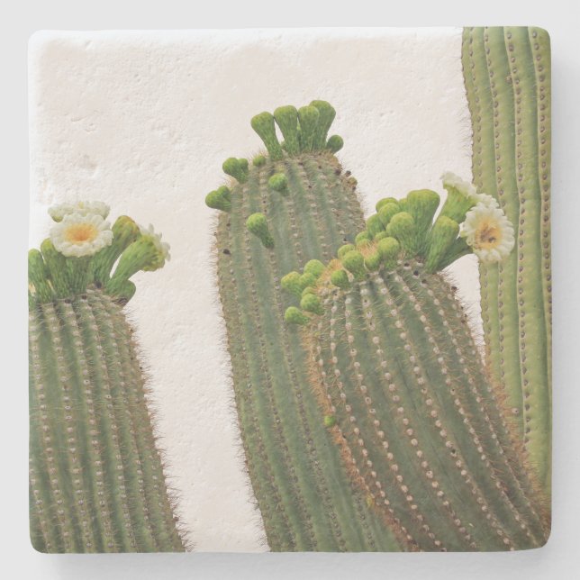 Saguaro Cactus na Arizona, porta copos de pedra qu (Frente)