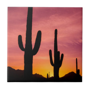 Saguaro cactus no nascer do sol, Arizona