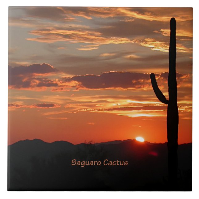 Saguaro Cactus, Sunset, (Frente)