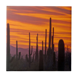 Saguaro, pôr do sol, Parque Nacional Saguaro