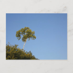 Saia Personalizada dos Cartões Postais da Árvore M