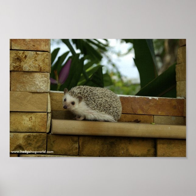 Saída em um poster de borda (Frente)