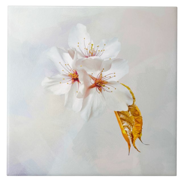 Sakura - cereja japonesa floresce (Frente)