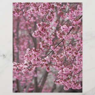 Sakura Cherry Blossoms Fluindo Rosa