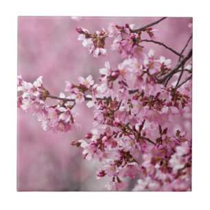 Sakura Cherry Blossoms Pastel Pink Camadas