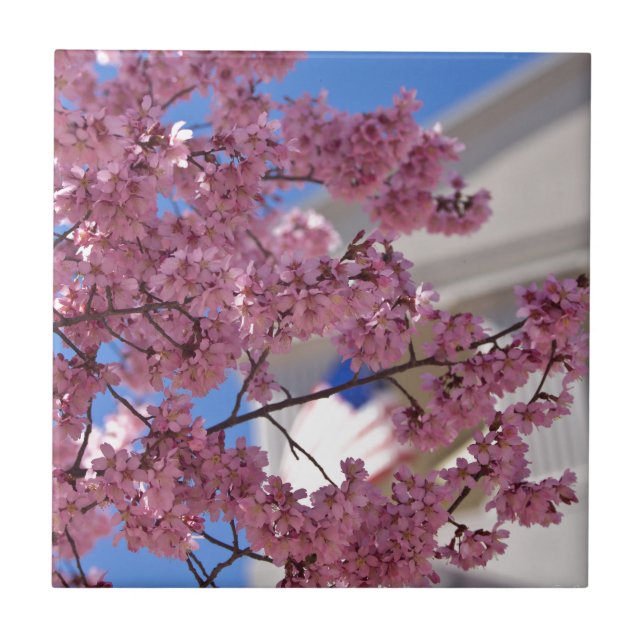 Sakura Flores de Cerejeira Americana (Frente)