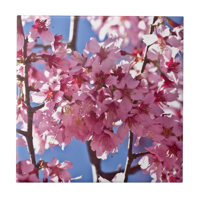 Sakura Flores de Cerejeira Estrelas Vermelhas (Frente)