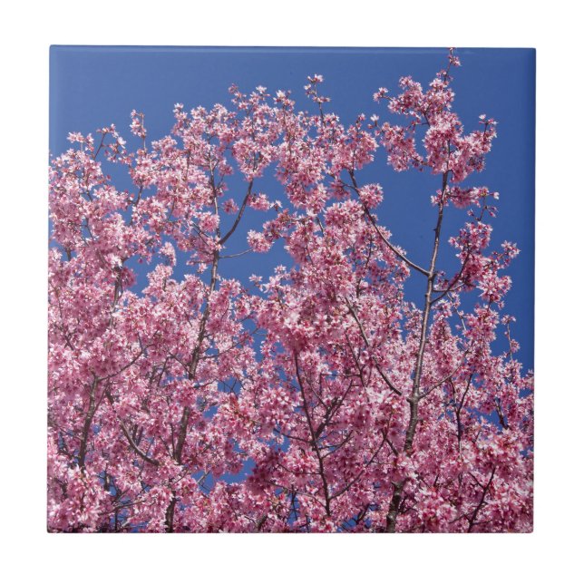 Sakura Flores de Cerejeira no Azul (Frente)