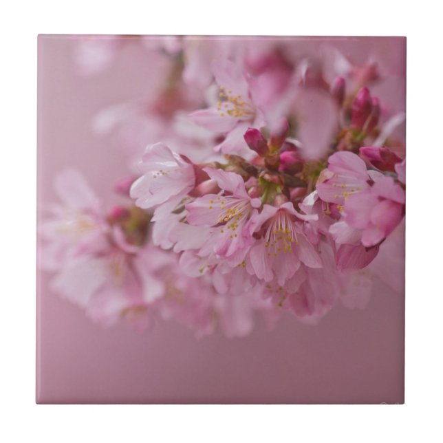 Sakura Flores de Cerejeira Rosa Pálido Reflexos (Frente)