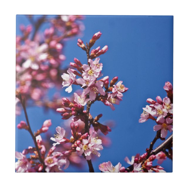 Sakura Flores de Cerejeira Tocando o Azul (Frente)