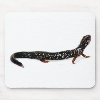 salamandra manchada do mousepad de America do
