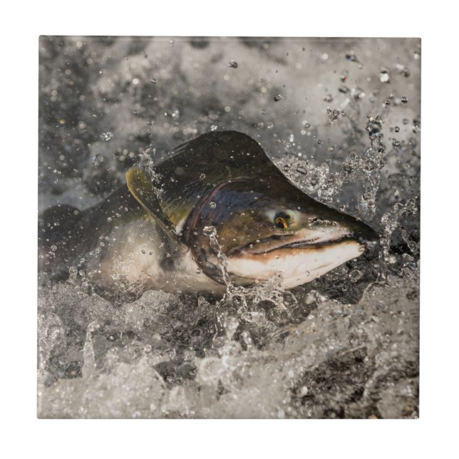 Salmão de Salmão (Frente)