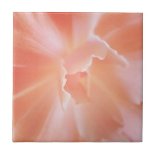 Salmões macios lindos begónia colorida