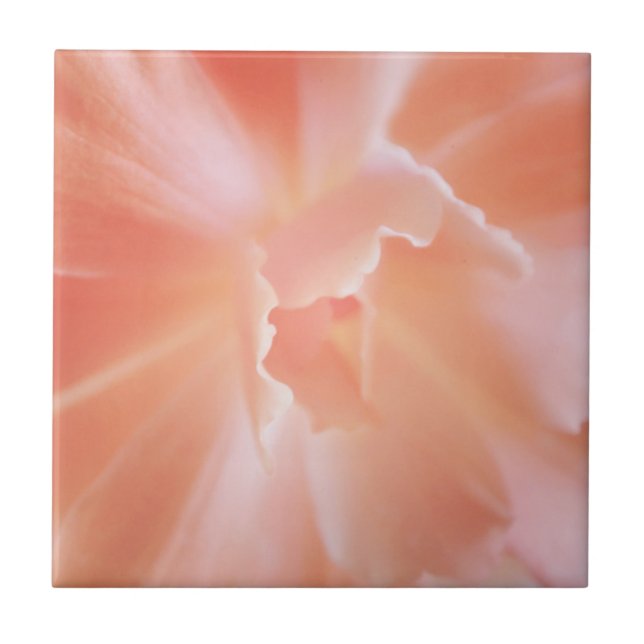 Salmões macios lindos begónia colorida (Frente)