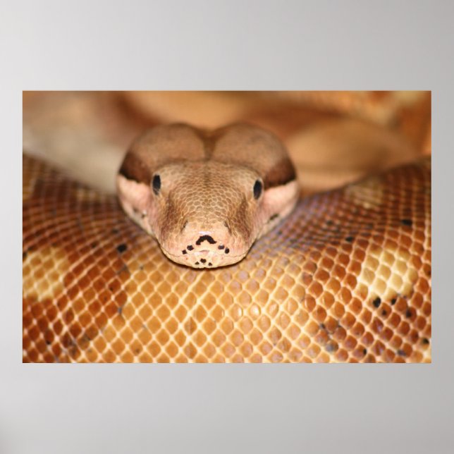 Salmon Boa Poster (Frente)
