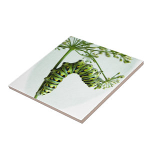 Salsa de comida da lagarta