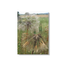 Salsify Seeds na Canvas de campo