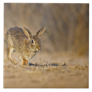Salto de coelho-do-campo oriental