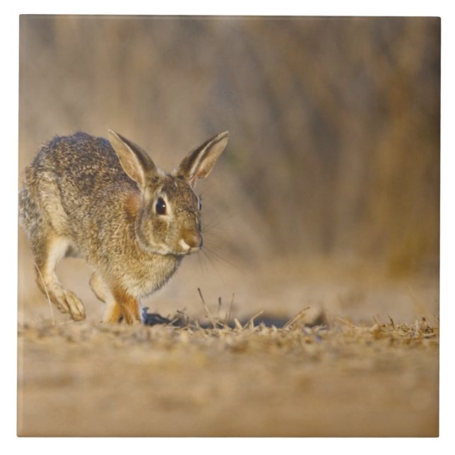Salto de coelho-do-campo oriental (Frente)