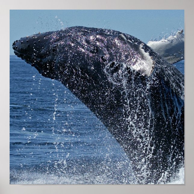 Salto de Poster de Baleia Humpback (Frente)