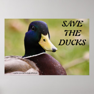 Salve O Poster Dos Patos