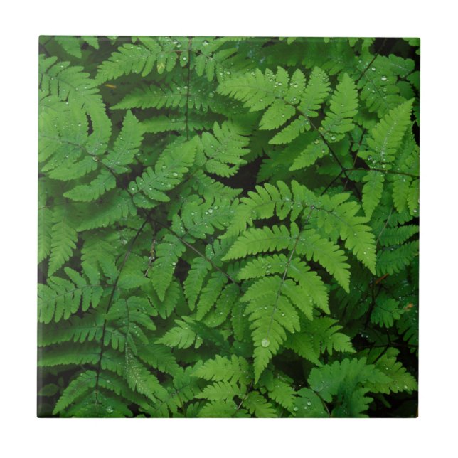 Samambaia com gotas de chuva, Estado de Washington (Frente)