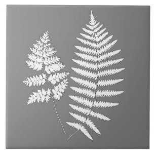 Samambaia da Floresta, Cinza e Branco