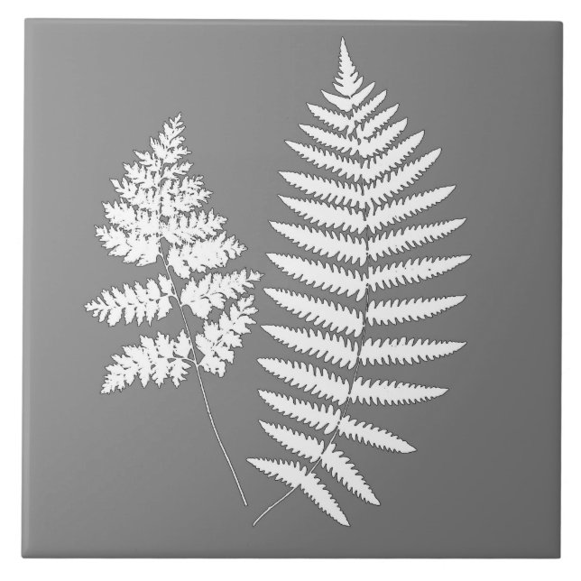 Samambaia da Floresta, Cinza e Branco (Frente)