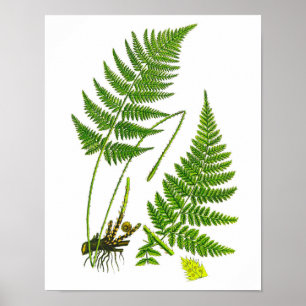 Samambaia nenhum impressão da decoração de 10