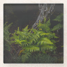 Samambaias de floresta sombria, estética sombria