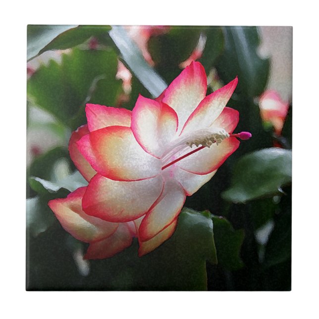 Samba Brazil do cacto de Natal ' (Frente)