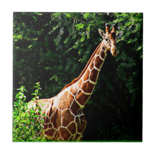 Samburu Giraffe