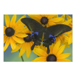 Sammamish Washington Fotografia da Borboleta