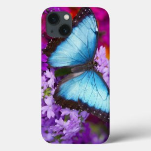 Sammamish Washington Tropical Butterfly
