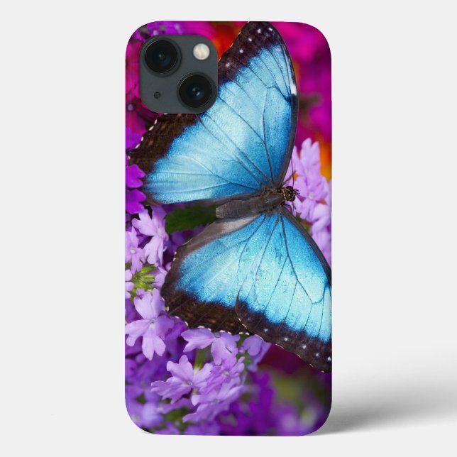 Sammamish Washington Tropical Butterfly (Verso)