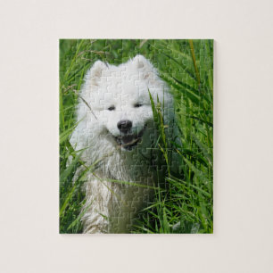 Samoyed no quebra-cabeça da grama